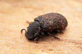 Attēlu rezultāti vaicājumam “Bolitophagus reticulatus larva”