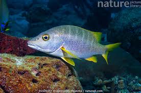 Image result for Lutjanus apodus