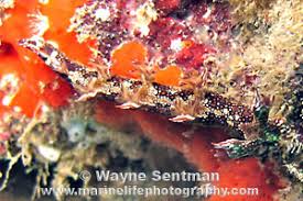 ผลการค้นหารูปภาพสำหรับ Bornella Anguilla