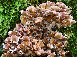 Attēlu rezultāti vaicājumam “Chondrostereum purpureum”