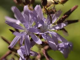 Attēlu rezultāti vaicājumam “Lactuca tatarica”