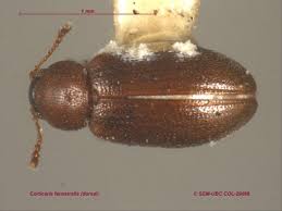 Attēlu rezultāti vaicājumam “Latridiidae”