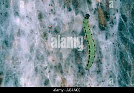 Attēlu rezultāti vaicājumam “Yponomeuta evonymella larva”