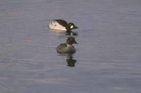 Attēlu rezultāti vaicājumam “Bucephala clangula juvenile”