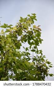 Attēlu rezultāti vaicājumam “Padus avium fruit”