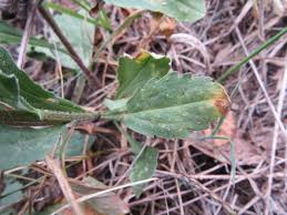 Attēlu rezultāti vaicājumam “Erigeron annuus leaf”
