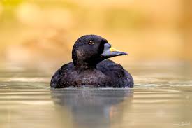 Attēlu rezultāti vaicājumam “Melanitta nigra male”