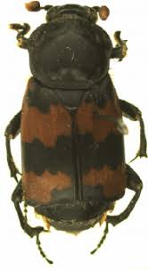 Attēlu rezultāti vaicājumam “Nicrophorus investigator”