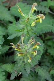 Attēlu rezultāti vaicājumam “Pedicularis palustris subsp. opsiantha”