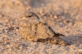 Image result for Caprimulgus aegyptius