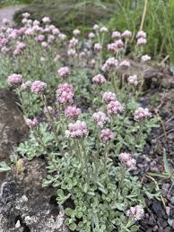 Attēlu rezultāti vaicājumam “Antennaria dioica leaf”