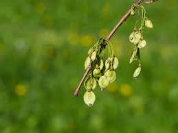 Attēlu rezultāti vaicājumam “Ulmus laevis flower”