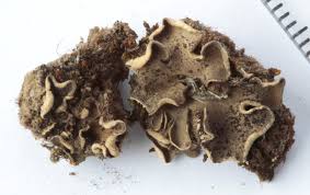 Attēlu rezultāti vaicājumam “Peltigera”