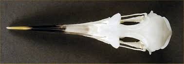 Attēlu rezultāti vaicājumam “Sterna sandvicensis”