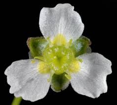 Attēlu rezultāti vaicājumam “Alisma plantago-aquatica flower”