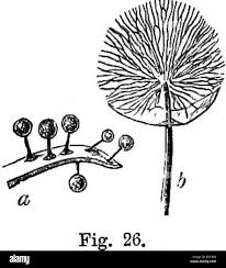 Attēlu rezultāti vaicājumam “Clastoderma debaryanum spores”