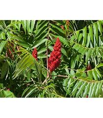 Attēlu rezultāti vaicājumam “Rhus typhina flower”
