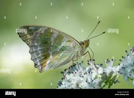 Attēlu rezultāti vaicājumam “Argynnis paphia female”