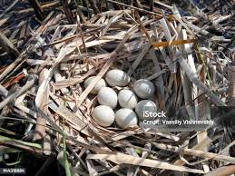 Attēlu rezultāti vaicājumam “Fulica atra eggs”