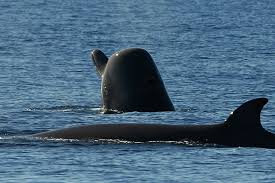 Image result for Hyperoodon ampullatus