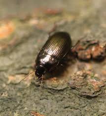 Attēlu rezultāti vaicājumam “Amara sp.”