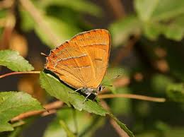 Attēlu rezultāti vaicājumam “Thecla betulae underside”