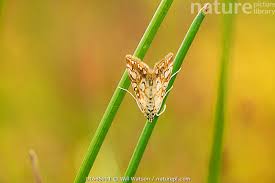 Attēlu rezultāti vaicājumam “Elophila nymphaeata”