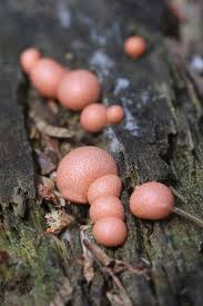 Attēlu rezultāti vaicājumam “Lycogala cf. oleocrystalliferum macro”