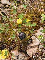 Attēlu rezultāti vaicājumam “Medicago lupulina fruit”