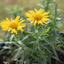 Attēlu rezultāti vaicājumam “Inula britannica leaf”