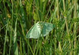 Attēlu rezultāti vaicājumam “Thetidia smaragdaria”