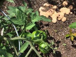 Afbeeldingsresultaat voor grubbs mystery green tomato