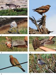 Attēlu rezultāti vaicājumam “Anser albifrons adult”