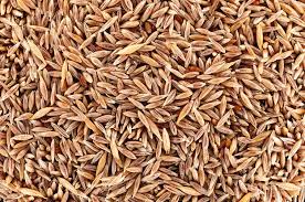 Attēlu rezultāti vaicājumam “Agrostis stolonifera”
