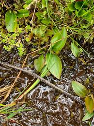 Attēlu rezultāti vaicājumam “Potamogeton trichoides leaf”