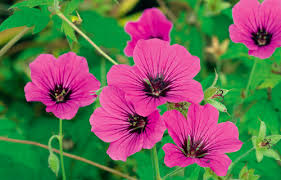 Image result for Storchschnäbel