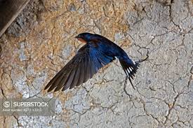 Attēlu rezultāti vaicājumam “Hirundo rustica adult”