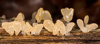 Attēlu rezultāti vaicājumam “Calocera pallidospathulata”