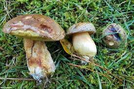 Attēlu rezultāti vaicājumam “Xerocomus subtomentosus”