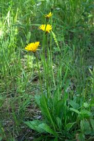 Attēlu rezultāti vaicājumam “Leontodon hispidus fruit”