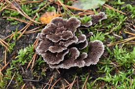 Attēlu rezultāti vaicājumam “Thelephora terrestris”