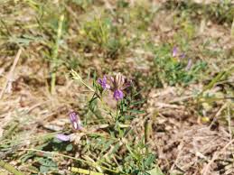 Attēlu rezultāti vaicājumam “Astragalus danicus leaf”