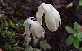 Image result for ギンリョウソウ