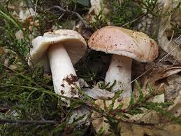 Attēlu rezultāti vaicājumam “Russula vesca”
