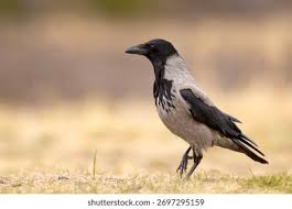 Attēlu rezultāti vaicājumam “Corvus cornix”