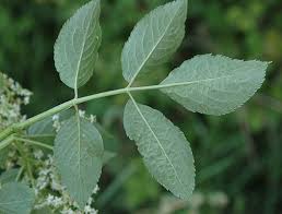 Attēlu rezultāti vaicājumam “Sambucus nigra”