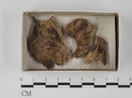 Attēlu rezultāti vaicājumam “Stemonitopsis hyperopta”