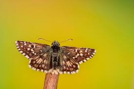 Attēlu rezultāti vaicājumam “Pyrgus alveus”