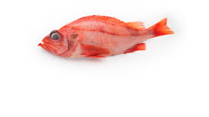 Image result for Sebastes