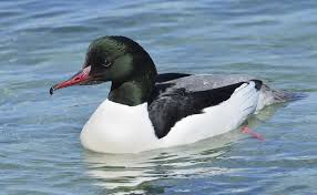 Attēlu rezultāti vaicājumam “Mergus merganser male”